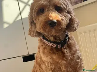 Cockapoo dogs Cockerpoo Puppies - Advert 1