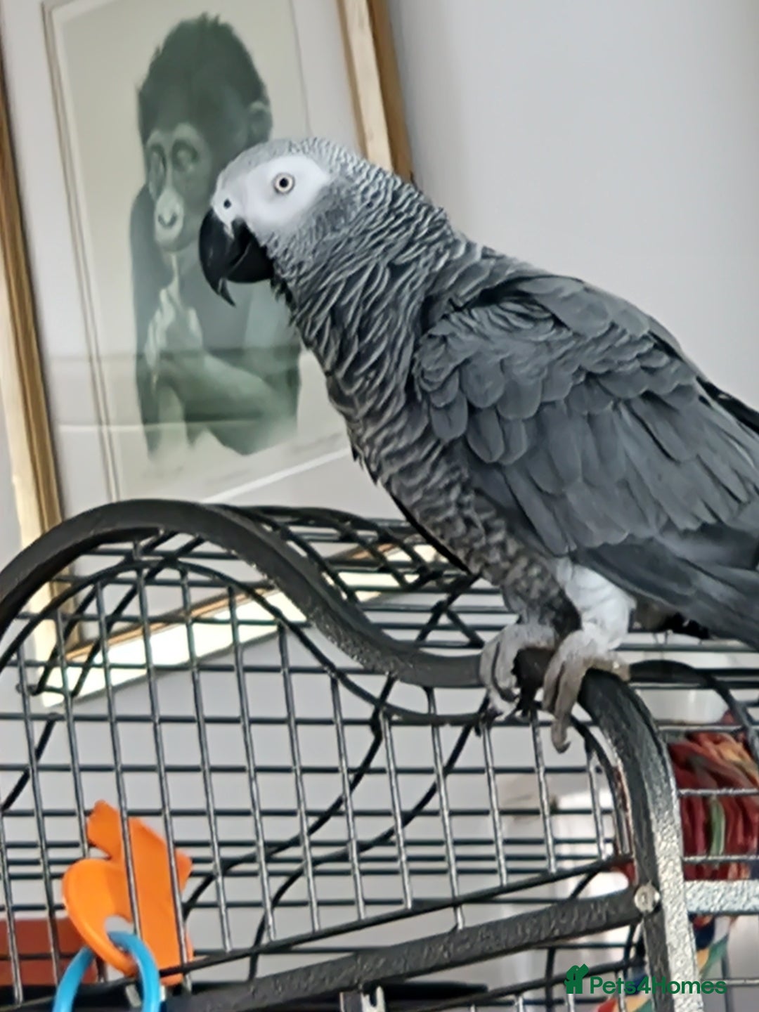 Parrots birds for sale: African grey parrot  - Advert 1