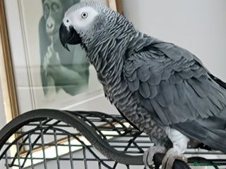 Parrots birds African grey parrot - Advert 1