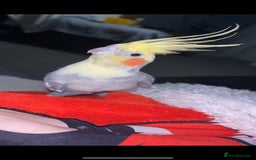 Cockatiels birds for sale: cockatiel for sale  - Image 4