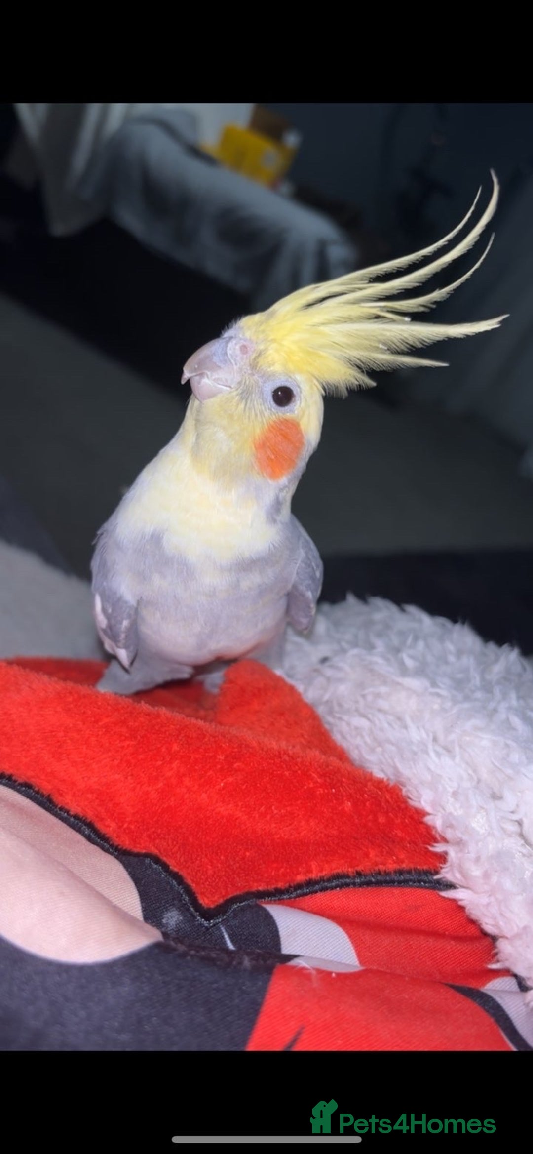 Cockatiels birds for sale: cockatiel for sale  - Image 4