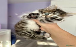 British Longhair cats for sale: Amazing fluffy kitten  - Image 6