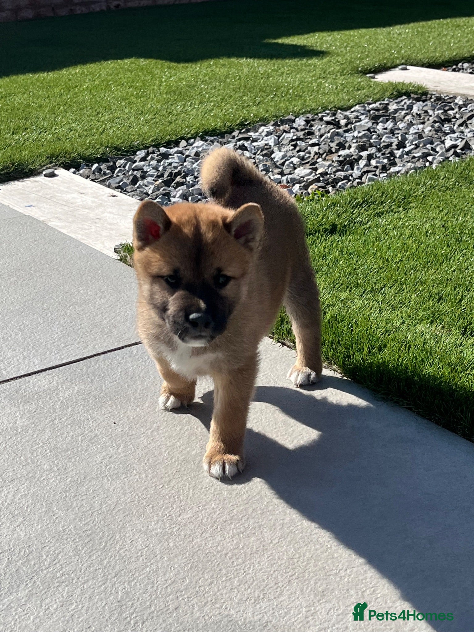 Japanese Shiba Inu dogs Beautiful Japanese shiba pups ready to leave - Advert 1