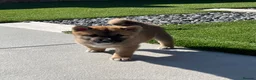 Japanese Shiba Inu dogs for sale: Beautiful Japanese shiba pups.  - Advert 11