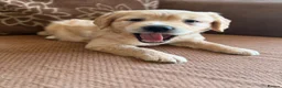 Golden Retriever dogs for sale: Beautiful KC Golden Retrievers  - Advert 13