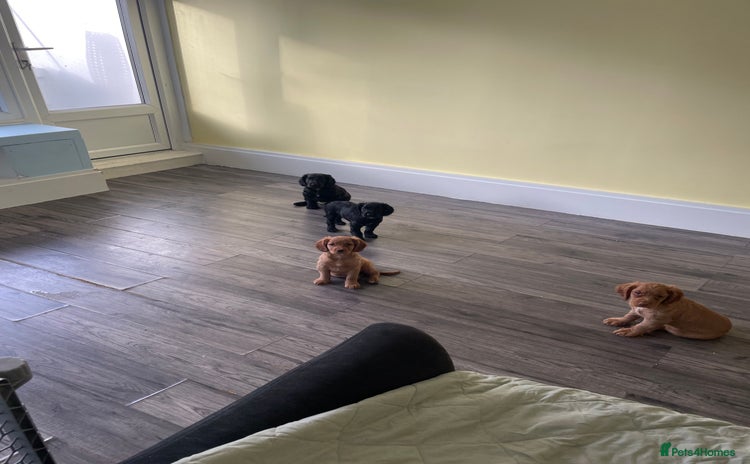 Cocker Spaniel dogs - Advert 1