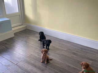 Cocker Spaniel dogs - Advert 2