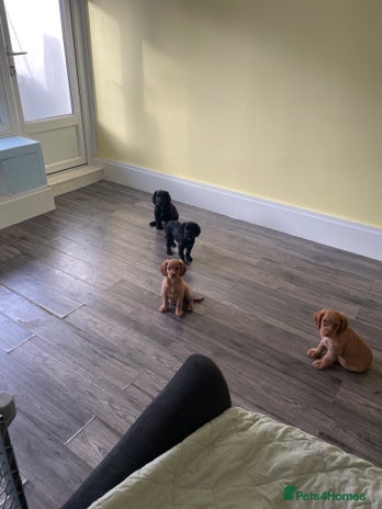 Cocker Spaniel dogs - Advert 1