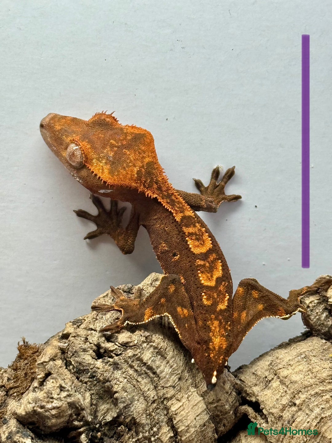 Gecko reptiles for sale: Baby Crested Geckos for Sale – Multiple Morphs  - Advert 17