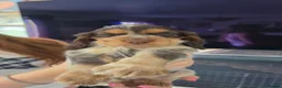 Cocker Spaniel dogs for sale: 6 Beautiful Cocker Spaniel Puppies avail. 10th Aug - Advert 1