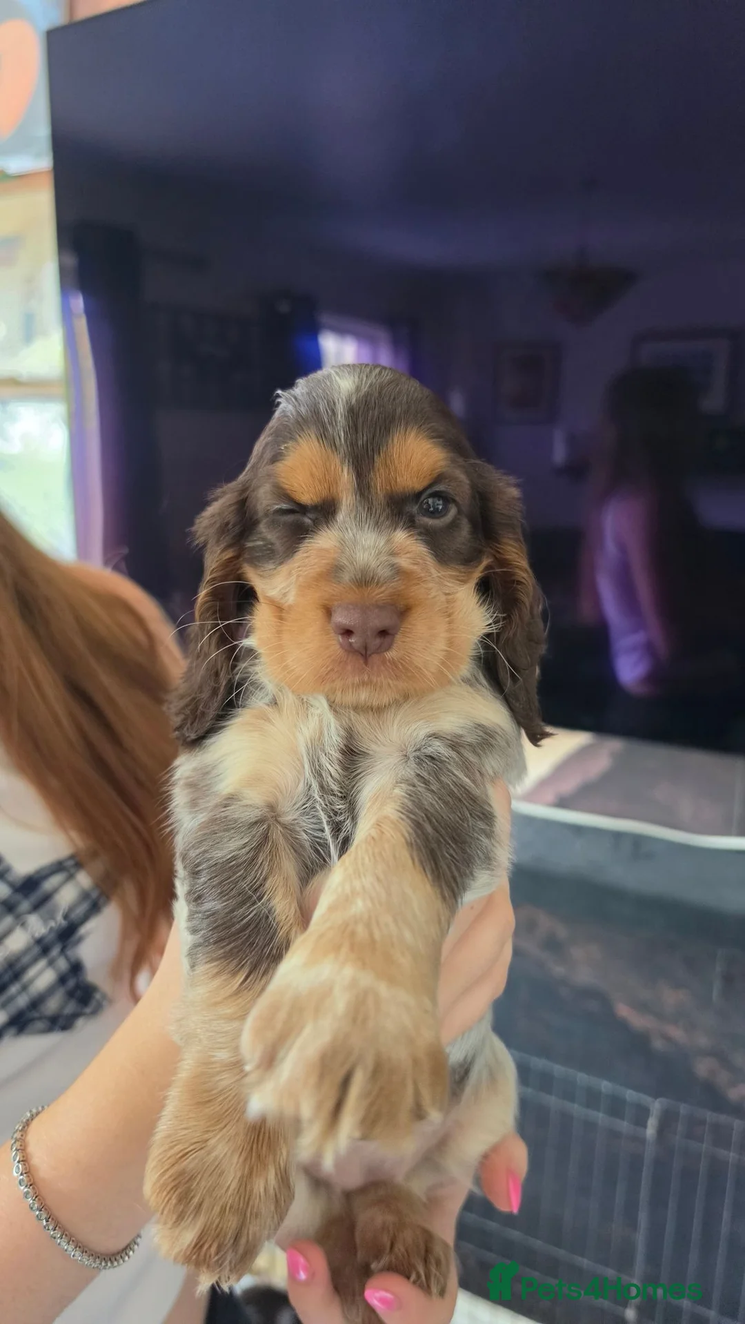 Cocker Spaniel dogs for sale: 6 Beautiful Cocker Spaniel Puppies avail. 10th Aug - Advert 1