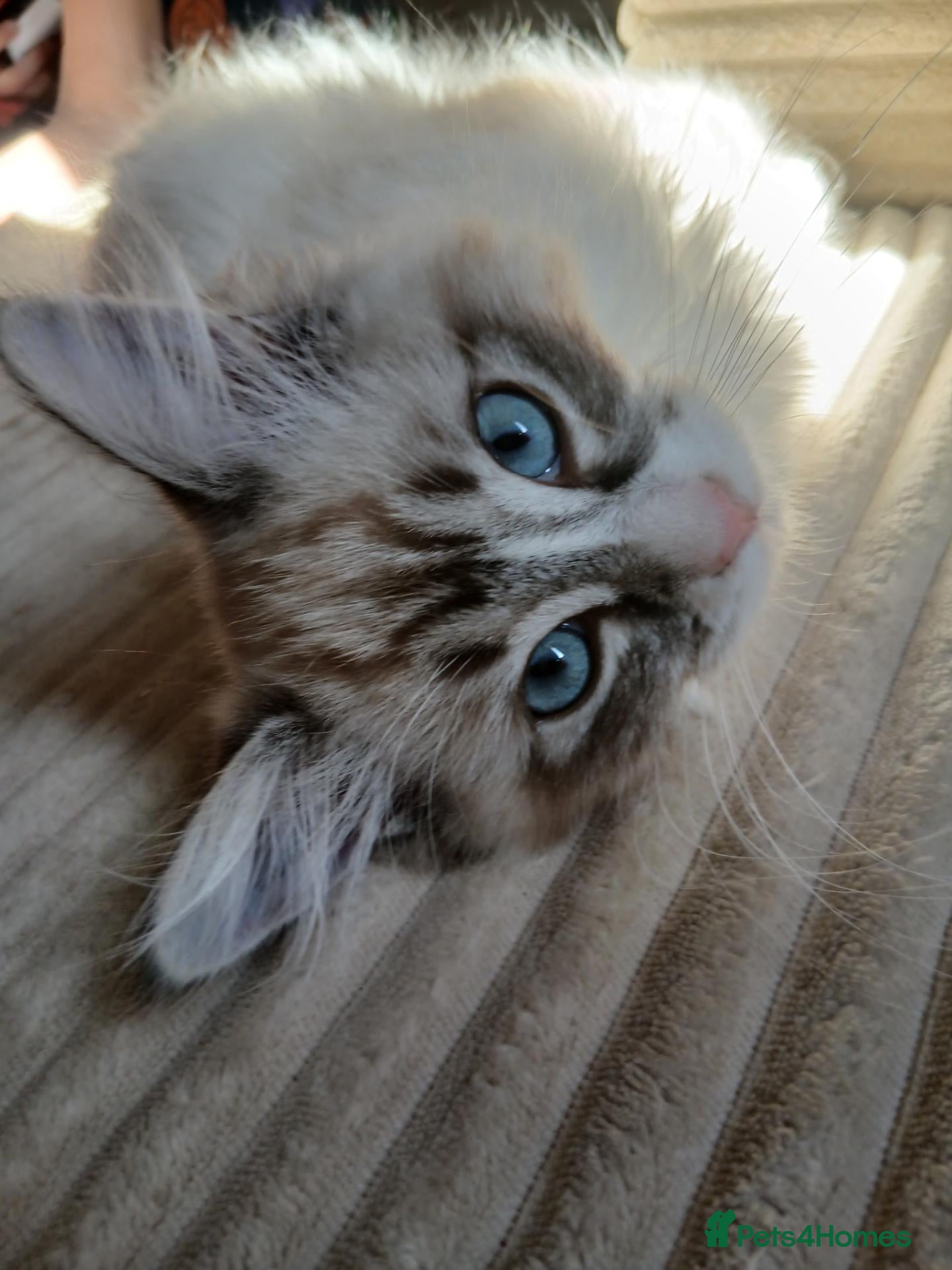 Ragdoll cats for sale: Seal lynx bicolour ragdoll - Advert 16