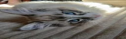 Ragdoll cats for sale: Seal lynx bicolour ragdoll - Advert 1