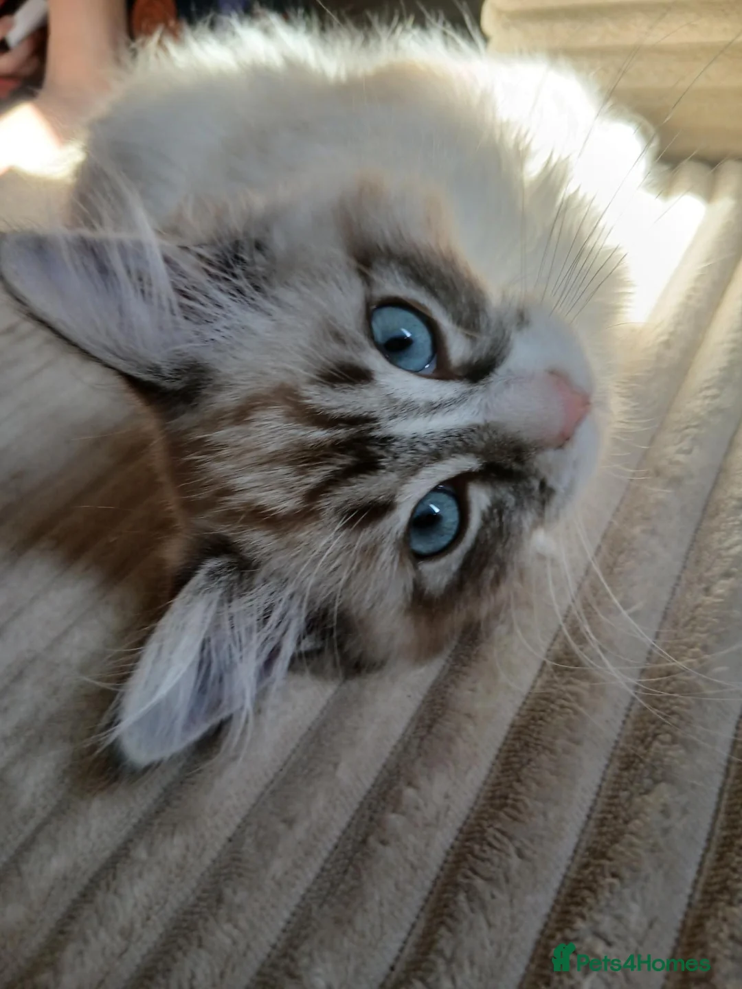 Ragdoll cats for sale: Seal lynx bicolour ragdoll - Advert 1