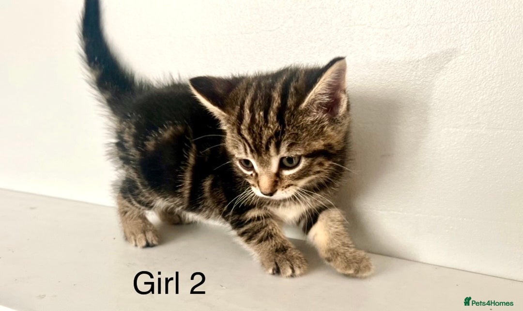 Bengal cats for sale: Gorgeous Bengal kittens ready on go 26th September - Image 9