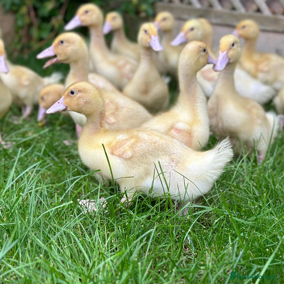 Ducks poultry for sale: Aylesbury duck hatching eggs  - Image 4