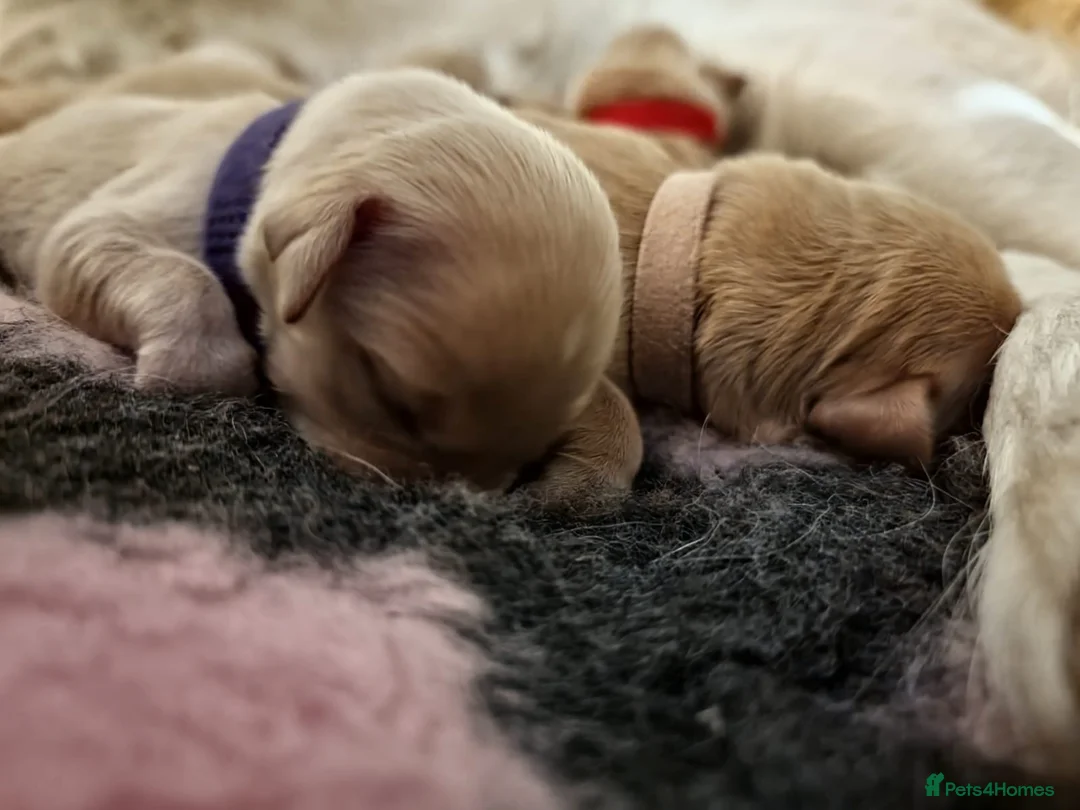 Golden Retriever dogs for sale: Golden retriever puppies due mid Jan  - Advert 7