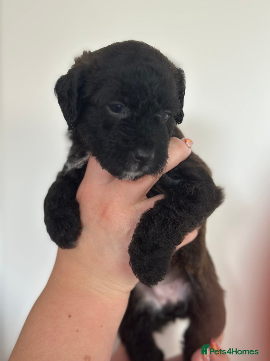Mixed Breed dogs for sale: Jack Russel x Cockapoo Puppies - Image 8