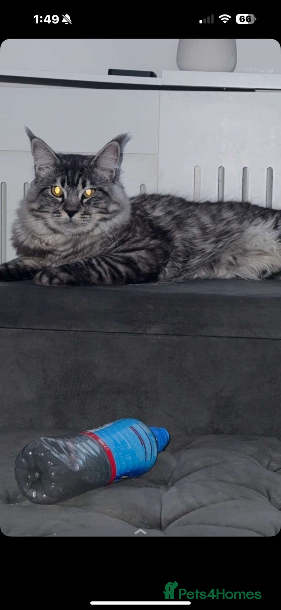 Maine Coon cats for sale: Maine coon  X ragdoll - Image 7