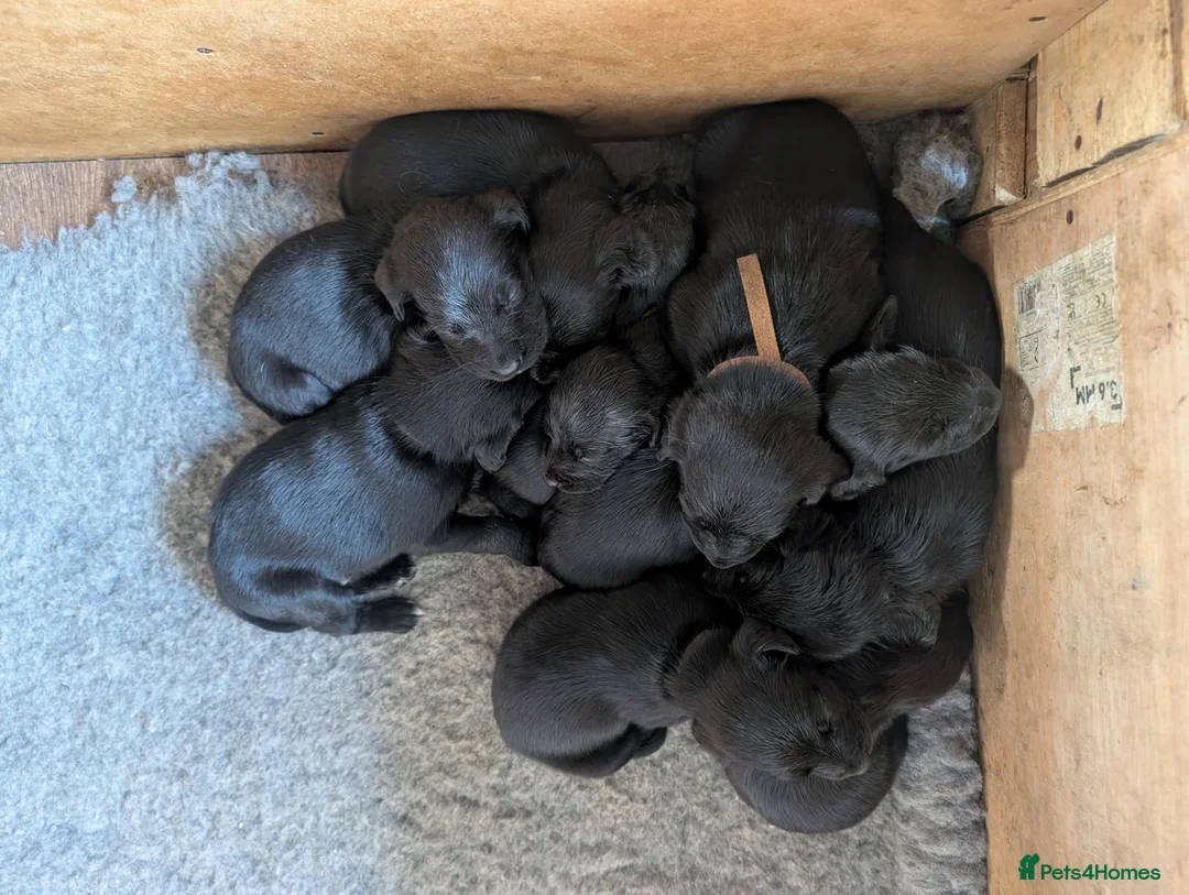 Springador dogs for sale: Labrador x Springer Spaniel - Springador Pups - Advert 4