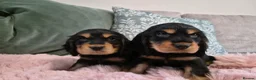 Cocker Spaniel dogs for sale: Show cocker spaniels - Advert 9