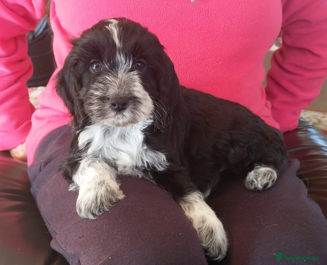 Cockapoo dogs for sale: Gorgeous F1 Cockatoo puppies  - Advert 5