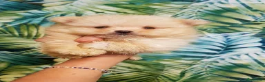 Pomeranian 4