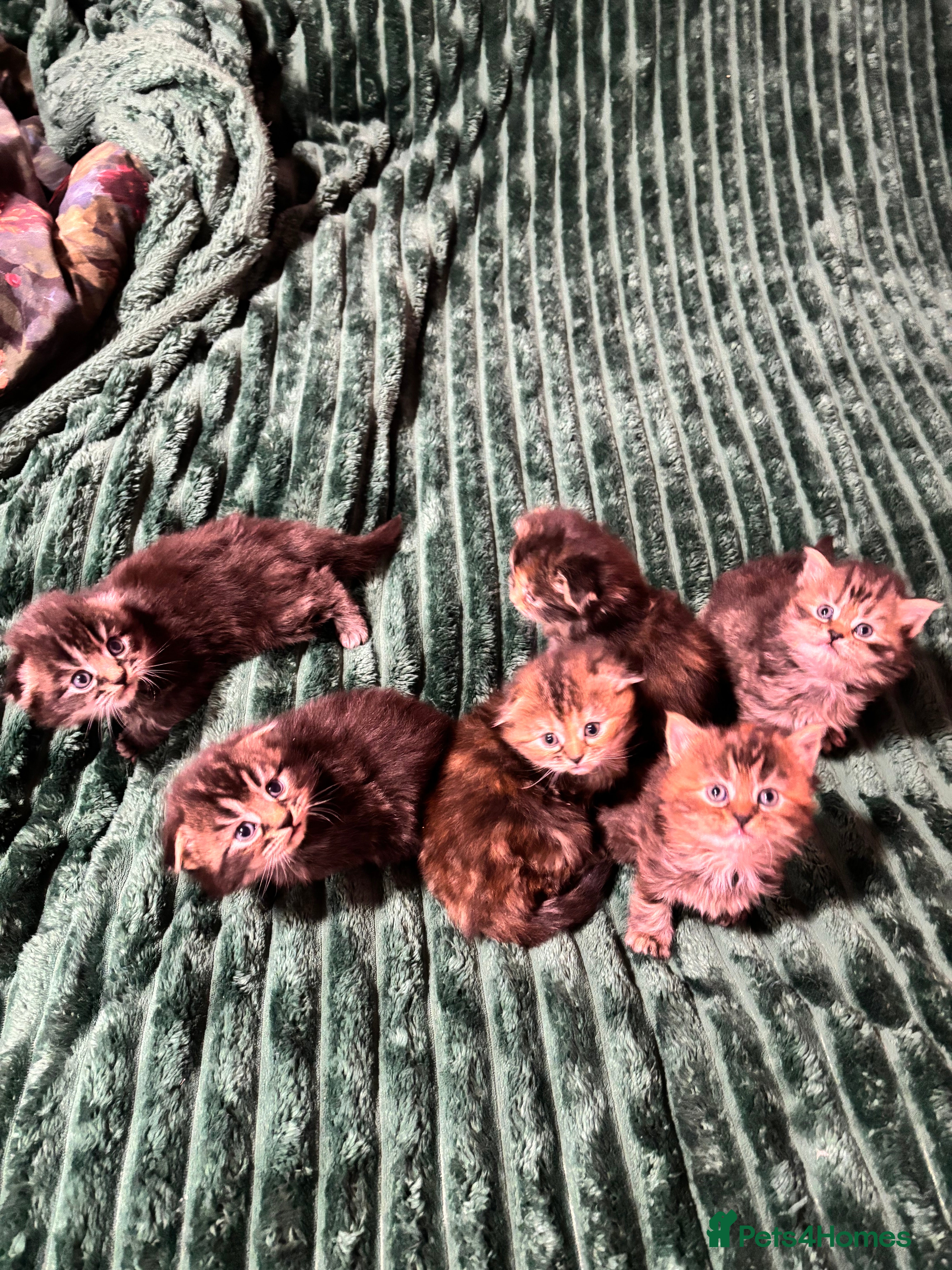 Scottish Fold cats Scottish fold long hair - Advert 2