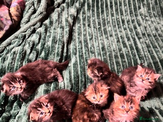 Scottish Fold cats Scottish fold long hair - Advert 1