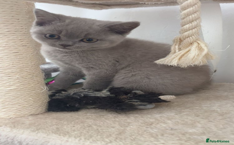 British Shorthair cats - Advert 11