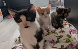 Domestic Shorthair cats for sale: Gorgeous Trio of Kittens to go together - Image 10