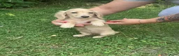 Dachshund dogs for sale: Kc registered miniature cream long hair puppies - Advert 2
