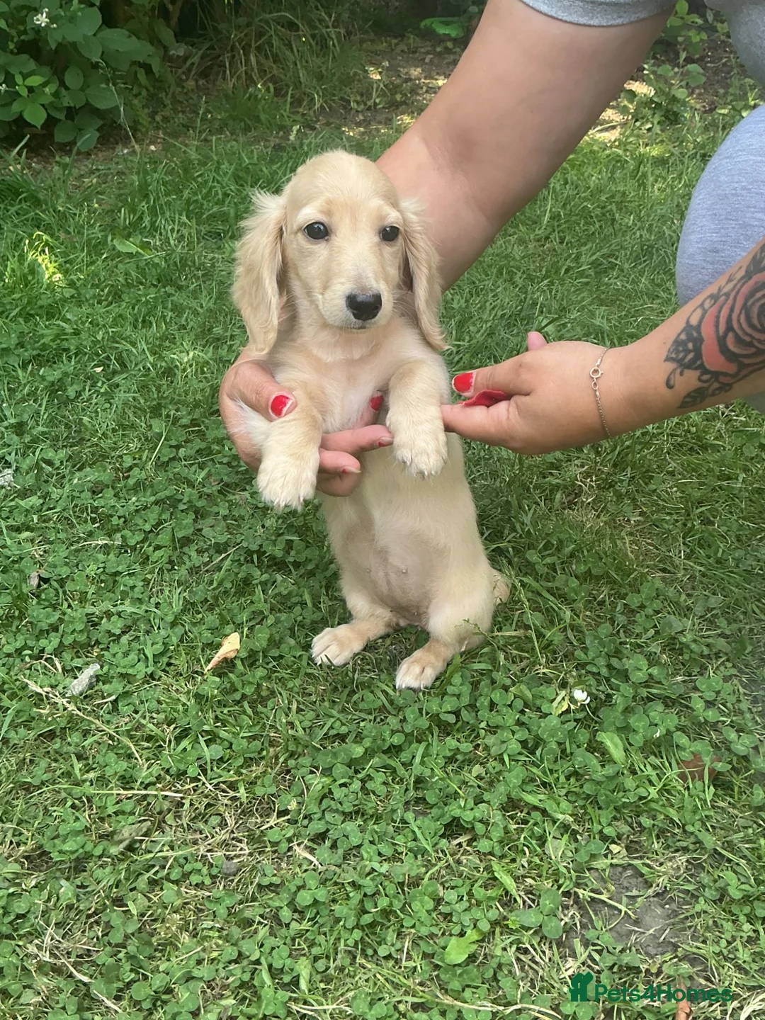 Dachshund dogs for sale: Kc registered miniature cream long hair puppies - Advert 2