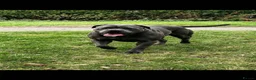 Cane Corso dogs for sale: Cane corso Italian mastiff full pedigree  - Advert 4