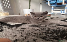 Scottish Fold cats for sale: Two straight gorgeous Boys 🐾 - Image 9