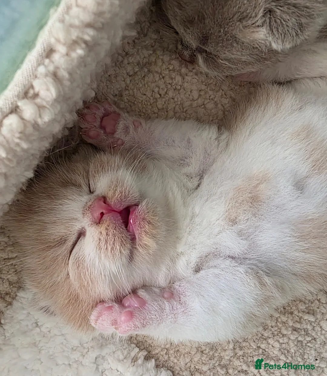 British Shorthair cats for sale: Outstanding quality British shorthair kittens  - Advert 15