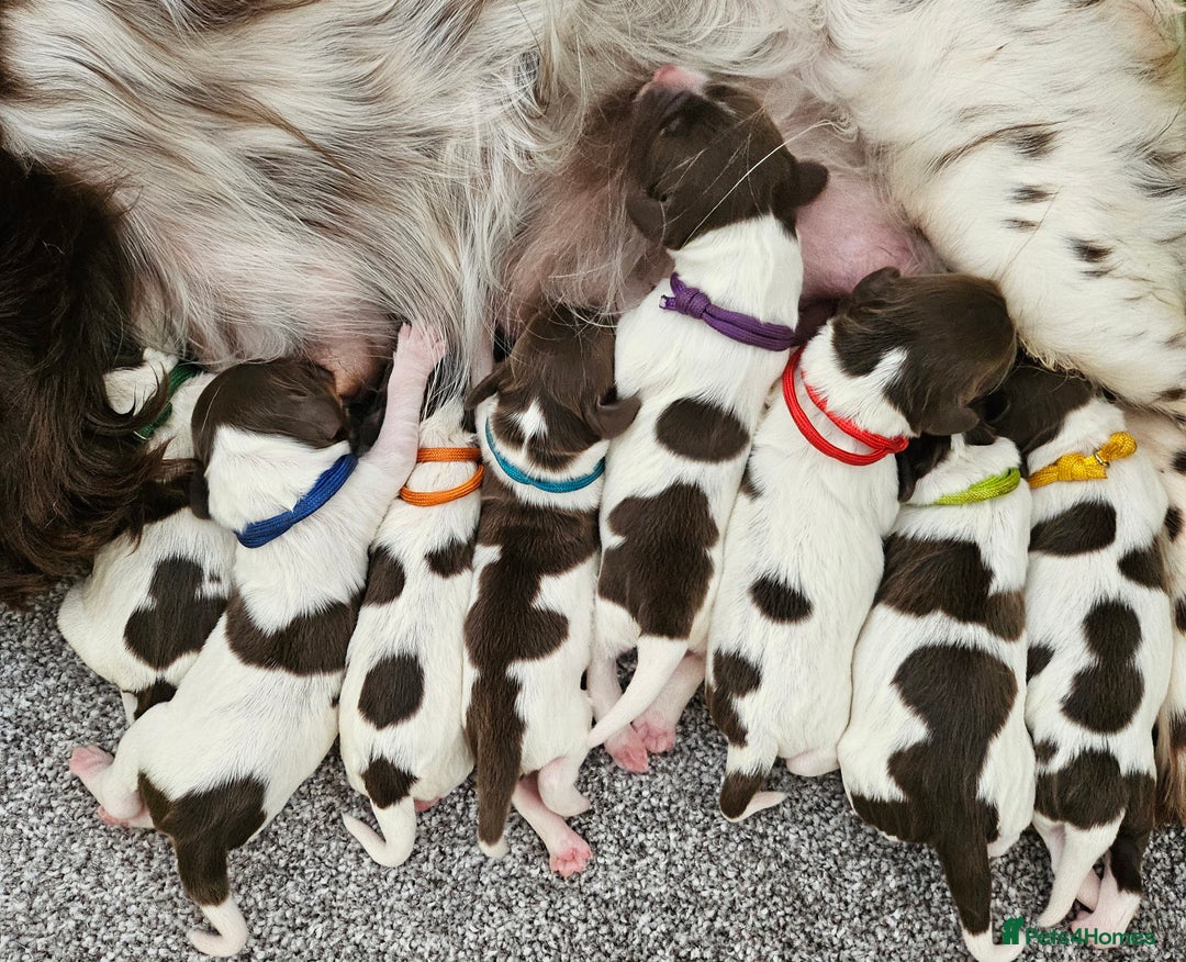 English Springer Spaniel dogs for sale: English Springer Spaniels Puppies 🐾 - Image 17