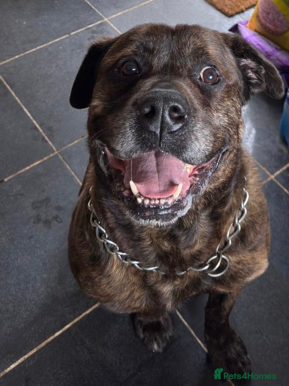 Mixed Breed dogs Stark - Advert 4