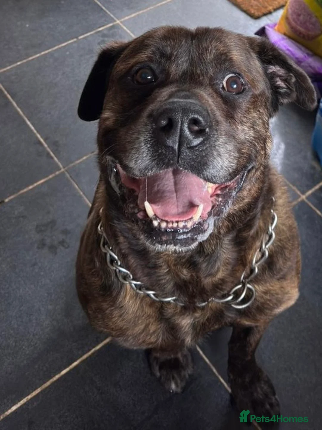 Mixed Breed dogs for sale: Stark - Advert 1