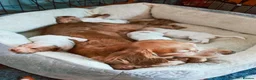 Cocker Spaniel dogs for sale: Beautiful Cocker spaniel puppies  in Driffield - Advert 10