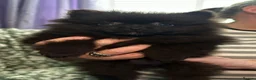 Pomeranian dogs for sale: 2 beautiful pom puppies  - Advert 8
