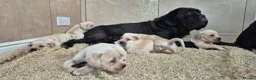Cane Corso dogs for sale: Straw Cane Corso Pups - Advert 10