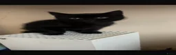 Mixed Breed cats for sale: Kittens for sale  - Advert 5