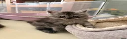 Maine Coon cats for sale: TICA Reg Black Smoke Maine Coon Kittens - Advert 5