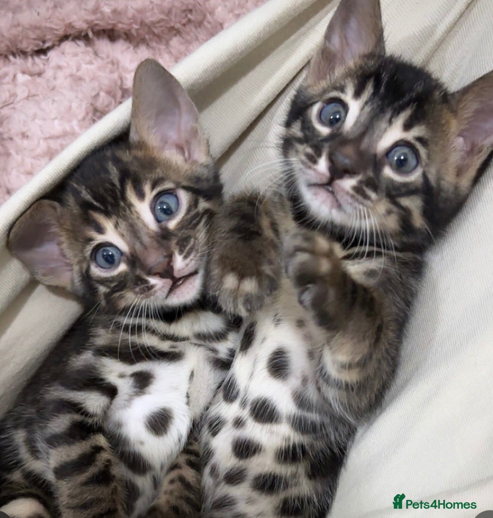Bengal cats 🌟Pedigree bengal kittens 🌟 - Advert 1