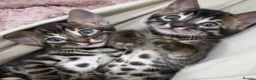 Bengal cats for sale: 🌟Pedigree bengal kittens 🌟 - Advert 1