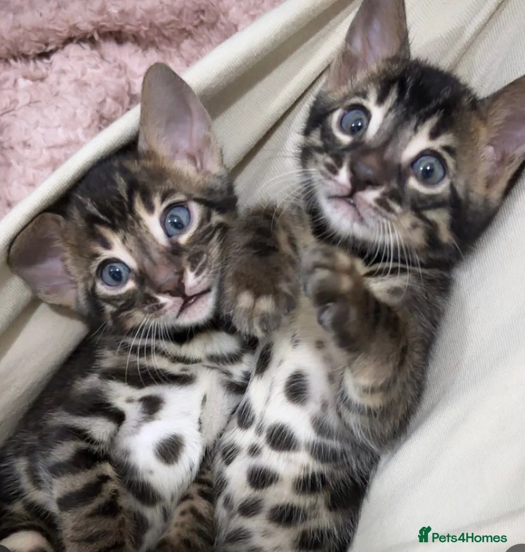 Bengal cats for sale: 🌟Pedigree bengal kittens 🌟 - Advert 1