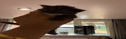 Maine Coon cats for sale: 3 gorgeous Maine coon kittens for sale - Advert 19