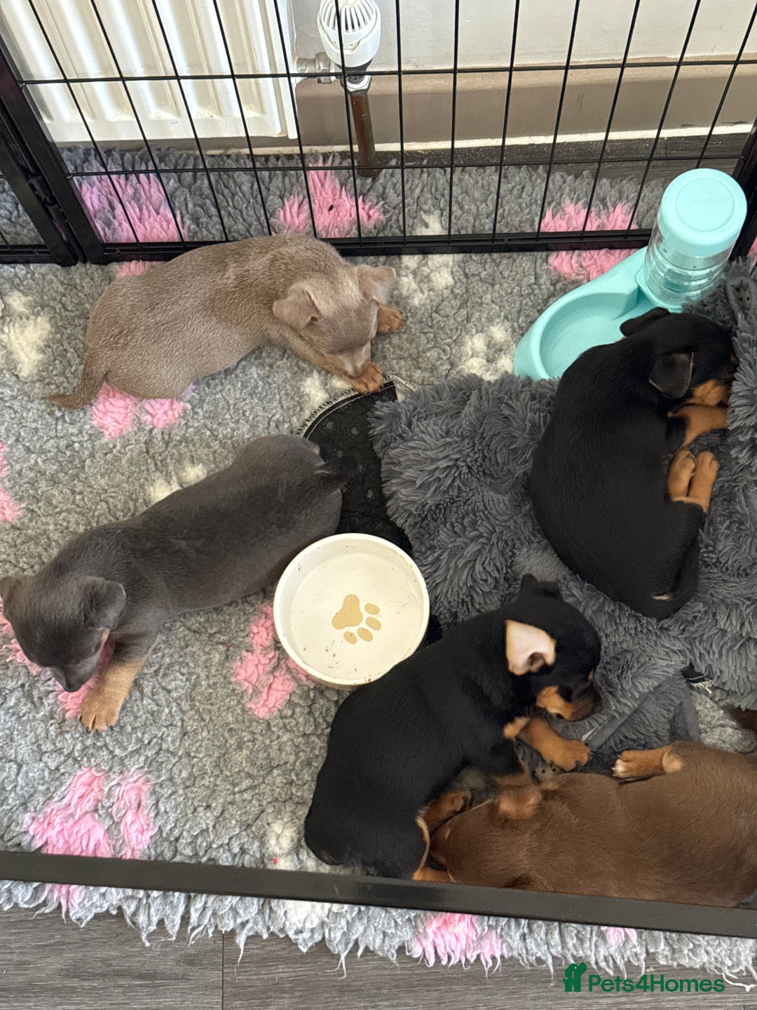 Jack Russell dogs for sale: Jack Russell Puppies 3 boys available - Image 1