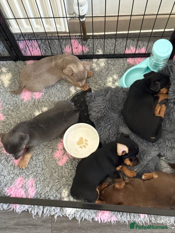 Jack Russell dogs - Advert 1